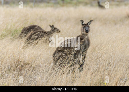 Kangaroo emerge dall'erba secca di un campo coltivato su Kangaroo Island, Australia Meridionale Foto Stock