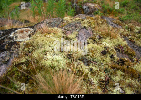 Moss copre la costa rocciosa del Mare Bianco Foto Stock