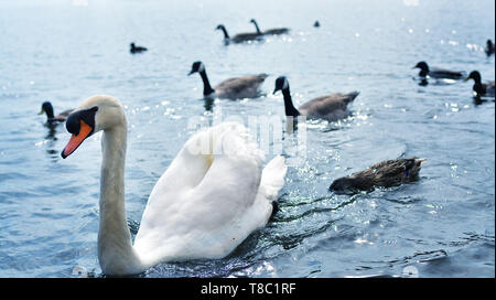 Il White Swan e poche anatre nuoto sul lago. Foto Stock