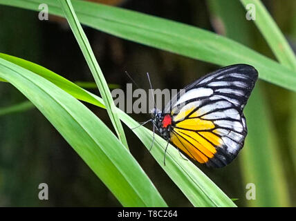 Splendido dipinto di Jezebel butterfly appoggiata su una foglia verde in un parco o giardino Foto Stock