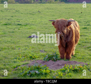 Un lungo-capelli lunghi-horn Highland mucca vitello in piedi in un prato verde di guardare direttamente la telecamera nelle Highlands della Scozia Foto Stock