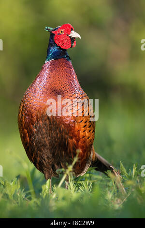 Maschio dominante comune, fagiano Phasianus colchicus, in primavera vista frontale in prato con sfocato lo sfondo di colore verde in presenza di luce solare e vivace contrasto luminoso Foto Stock