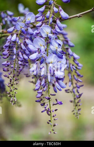 Wisteria sinensis - Glicine cinese blu lavanda fiore in fiore, Fabaceae (famiglia di pisello), originaria della Cina. Foto Stock