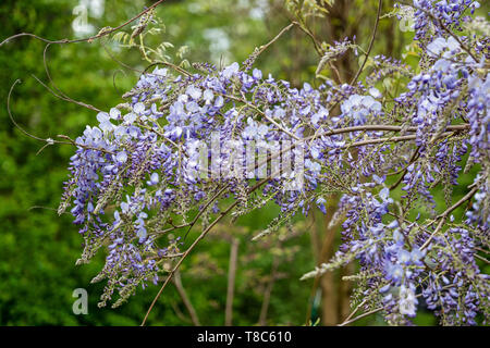 Wisteria sinensis - Glicine cinese blu lavanda fiori che sbocciano, Fabaceae (famiglia di pisello), originaria della Cina. Foto Stock