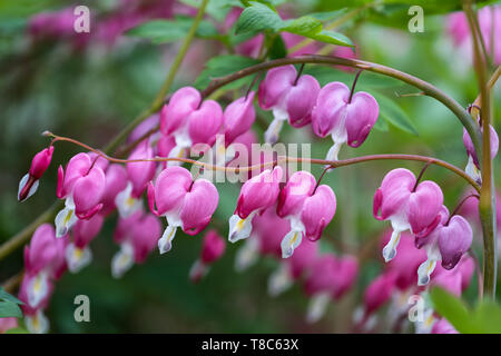 Lamprocapnos spectabilis spurgo cuore fiori (syn. Dicentra spectabilis), famiglia: Papaveraceae Foto Stock