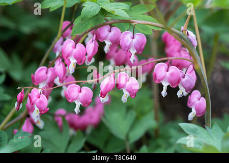 Lamprocapnos spectabilis spurgo cuore fiori (syn. Dicentra spectabilis), famiglia: Papaveraceae Foto Stock