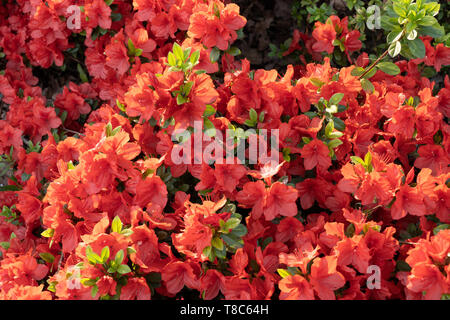 Rhododendron Geisha fiori d'arancio, evergreen giapponese azalee, FAMIGLIA: ERICACEAE Foto Stock
