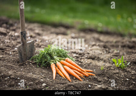 Mazzo di carote fresche liberamente giacente sul terreno in giardino Foto Stock