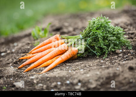 Mazzo di carote fresche liberamente giacente sul terreno in giardino Foto Stock
