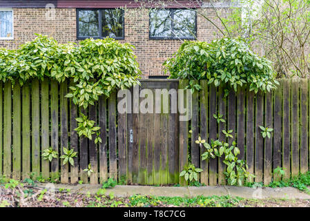 Sfondo di imbarcati in legno recinto coperto con moss nella città inglese UK. Foto Stock