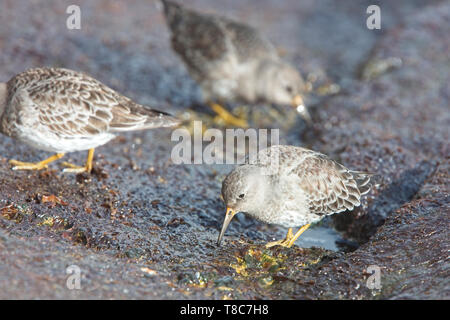 Purple Sandpiper (Calidris maritima), inverno adulto su rocce, Penzance, Cornwall, Inghilterra, Regno Unito. Foto Stock