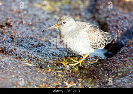 Purple Sandpiper (Calidris maritima), inverno adulto su rocce, Penzance, Cornwall, Inghilterra, Regno Unito. Foto Stock