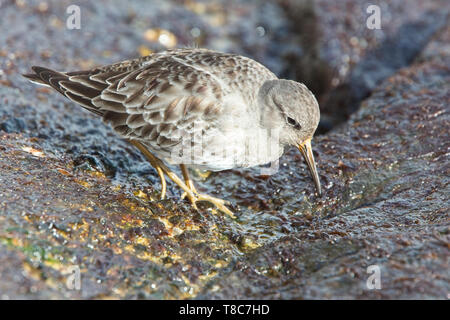 Purple Sandpiper (Calidris maritima), inverno adulto su rocce, Penzance, Cornwall, Inghilterra, Regno Unito. Foto Stock