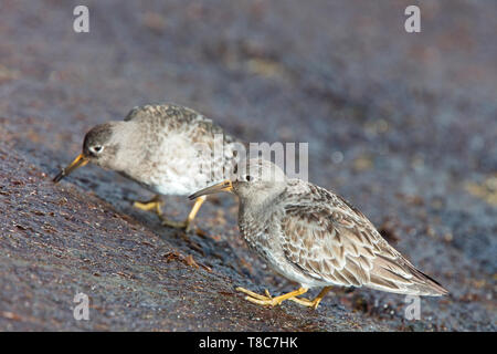 Purple Sandpiper (Calidris maritima), inverno adulto su rocce, Penzance, Cornwall, Inghilterra, Regno Unito. Foto Stock