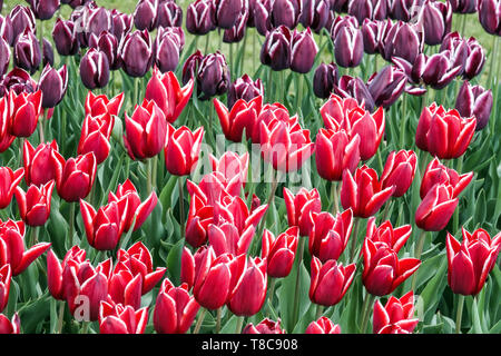 Colorati aiuole giardino, tulipani misti, tulipani rossi giardino, fiori rossi primavera giardino Foto Stock