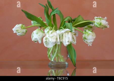 Bianco tulipani Parrot (Tulipa gesneriana Parrot gruppo), in un vaso di vetro, Germania Foto Stock