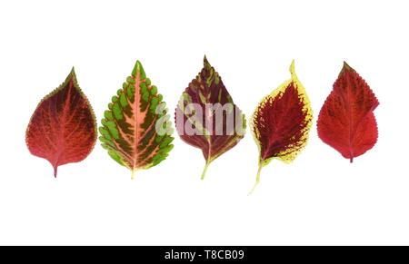 Diverse foglie colorate da Plectranthus scutellarioides Coleus impianto isolato su sfondo bianco Foto Stock