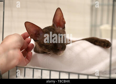 Un Cornish Rex gatto a né' est della Scozia Cat Club e il gatto siamese gatto Society of Scotland championship show tenutosi presso la Caird Hall di Dundee. Foto Stock