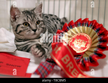 A silver Spotted Tabby British Shorthair con il suo rosone al né' est della Scozia Cat Club e il gatto siamese gatto Society of Scotland championship show tenutosi presso la Caird Hall di Dundee. Foto Stock