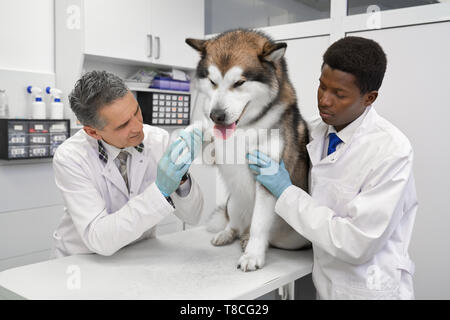 Big Ben curato malamute seduto sul tavolo bianco in clinica veterinaria. Due veterinari osservando la zampata di big dog. Assistente africani che indossa in bianco uniforme e guanti aiutando medico. Foto Stock