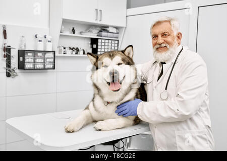 Tipo anziano medico veterinario abbracciava, posa con alaskan malamute. Big Dog giacente sul tavolo bianco nel gabinetto medico. Allegro medico con barba grigia guardando la telecamera, sorridente. Foto Stock