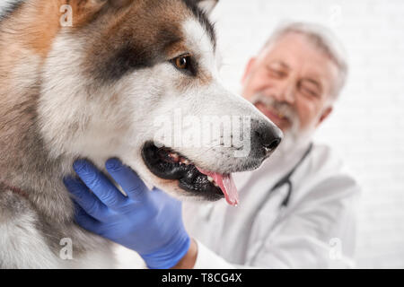 Vista laterale del bellissimo alaskan malamute. Big Dog su esame in clinica veterinaria. Veterinario esame e diagnosi di salute dell animale. Medico che lavorano in bianco uniforme e guanti blu. Foto Stock
