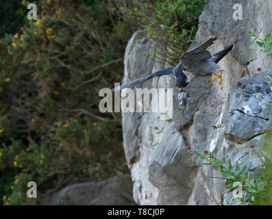 Falco pellegrino (Falco peregrinus) prendere da scogliera con la preda, Avon Gorge, Bristol Foto Stock