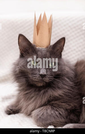 Grigio divertenti fluffy cat è sdraiato sul divano con la corona d'oro sulla sua testa. Messa a fuoco selettiva. Foto Stock