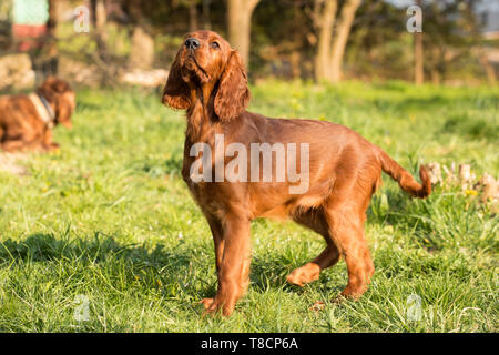 Ritratto di un cucciolo di cane in giardino. Setter Irlandese cucciolo di cane Foto Stock