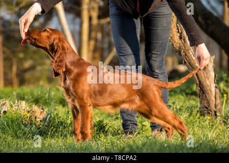 Ritratto di un cucciolo di cane in giardino. Setter Irlandese cucciolo di cane Foto Stock