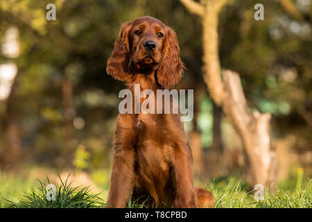 Ritratto di un cucciolo di cane in giardino. Setter Irlandese cucciolo di cane Foto Stock