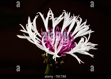 Centaurea montana "Cuore viola Fiordaliso" Foto Stock