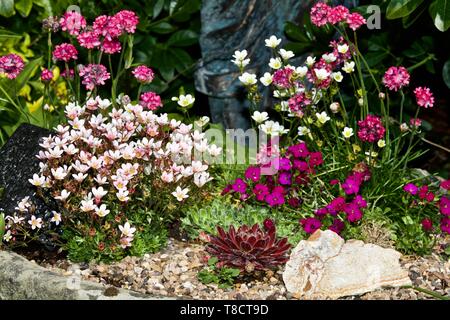 Saxifraga 'Apple Blossom' Foto Stock