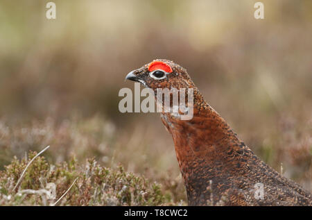 Un colpo alla testa di un bel rosso gallo cedrone, Lagopus lagopus nella brughiera NEL REGNO UNITO. Foto Stock