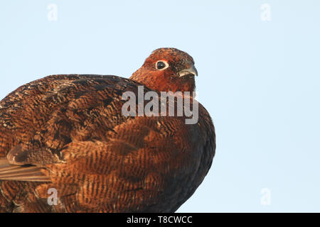 Un colpo alla testa di un bel rosso maschio di gallo cedrone, Lagopus lagopus in Mori nel Regno Unito. Foto Stock