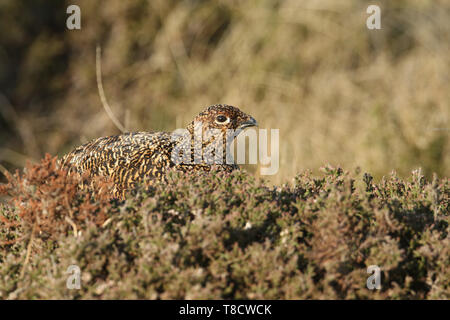 Una bellissima femmina Red Grouse, Lagopus lagopus, in appoggio tra il heather in Mori nel Regno Unito. Foto Stock