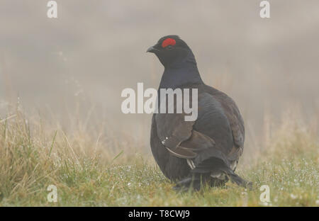 Un incredibile raro maschio di gallo forcello, Tetrao tetrix, alimentando i Mori di Durham Regno Unito in una fredda giornata di nebbia. Foto Stock
