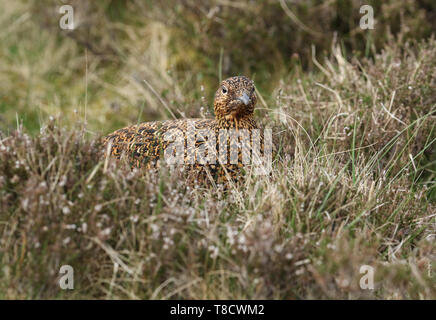 Una bellissima femmina Red Grouse, Lagopus lagopus, in appoggio tra il heather in Mori nel Regno Unito. Foto Stock