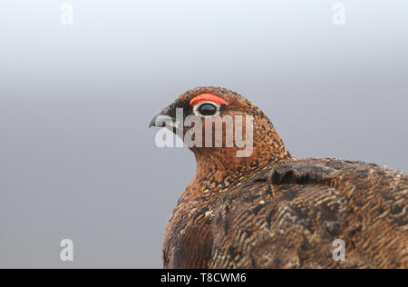 Un colpo alla testa di un bel rosso maschio di gallo cedrone, Lagopus lagopus in Mori nel Regno Unito. Foto Stock