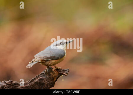 Eurasian picchio muratore, Sitta europaea, Dumfries and Galloway, Scotland, Regno Unito Foto Stock