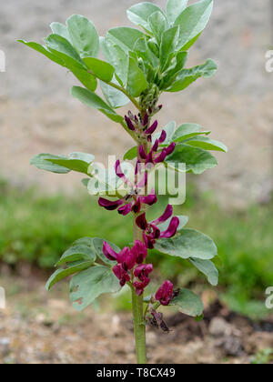 Fiore rosso ampia pianta di fagiolo in giardino. Con le formiche in modo probabilmente alcuni afidi..... Foto Stock