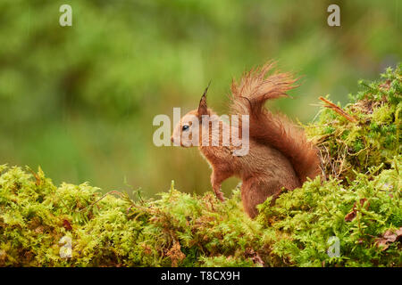 Scoiattolo rosso Sciurus vulgaris, Dumfries and Galloway, Scotland, Regno Unito Foto Stock