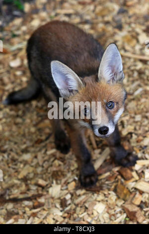 Baby animali nella foto a Brent Lodge Centro animale nel West Sussex, Regno Unito. Foto Stock