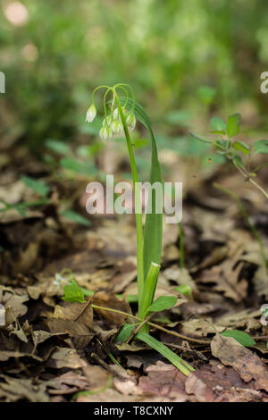 Bianco Fiori chiusa di aglio Italiano / Allium pendulinum Foto Stock