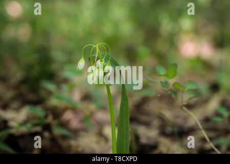 Bianco Fiori chiusa di aglio Italiano / Allium pendulinum Foto Stock