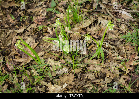 Bianco Fiori chiusa di aglio Italiano / Allium pendulinum Foto Stock