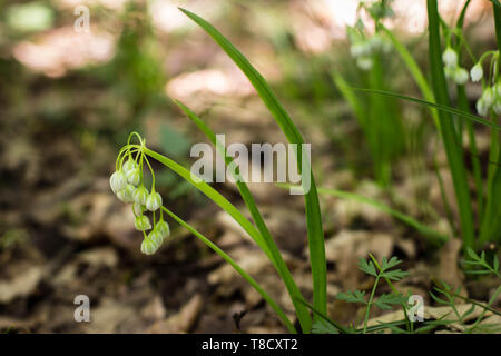 Bianco Fiori chiusa di aglio Italiano / Allium pendulinum Foto Stock