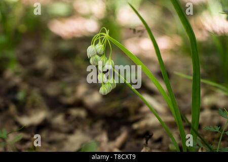 Bianco Fiori chiusa di aglio Italiano / Allium pendulinum Foto Stock