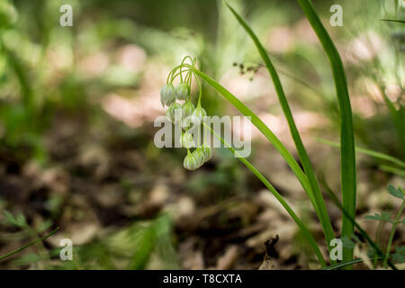 Bianco Fiori chiusa di aglio Italiano / Allium pendulinum Foto Stock