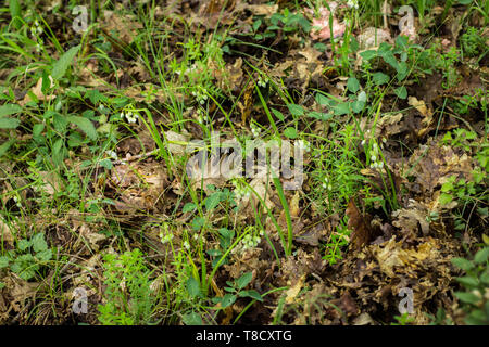 Bianco Fiori chiusa di aglio Italiano / Allium pendulinum Foto Stock